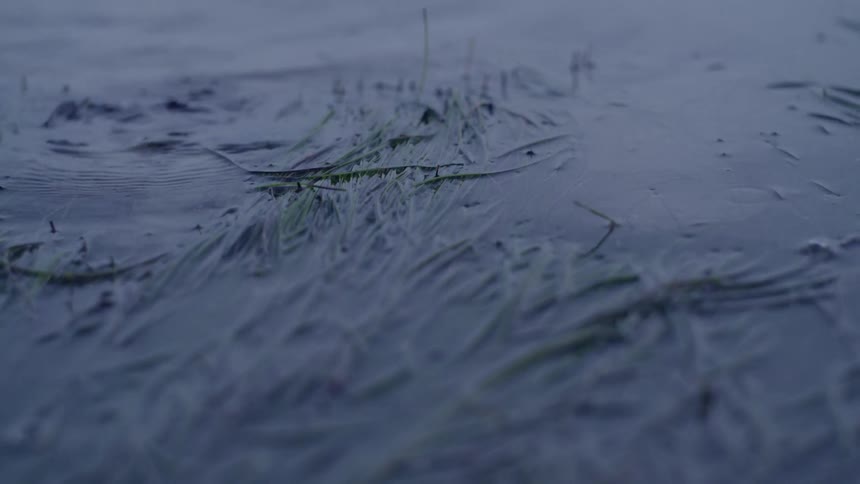Water flows over pine needles