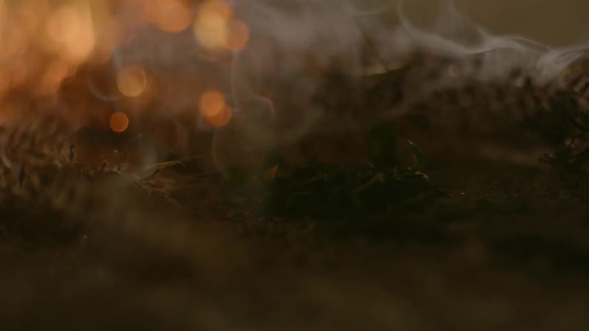 A fire consumes a plant and burns out