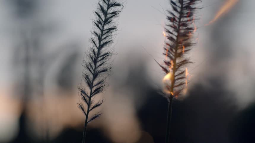 A fire burns a plant at sunset