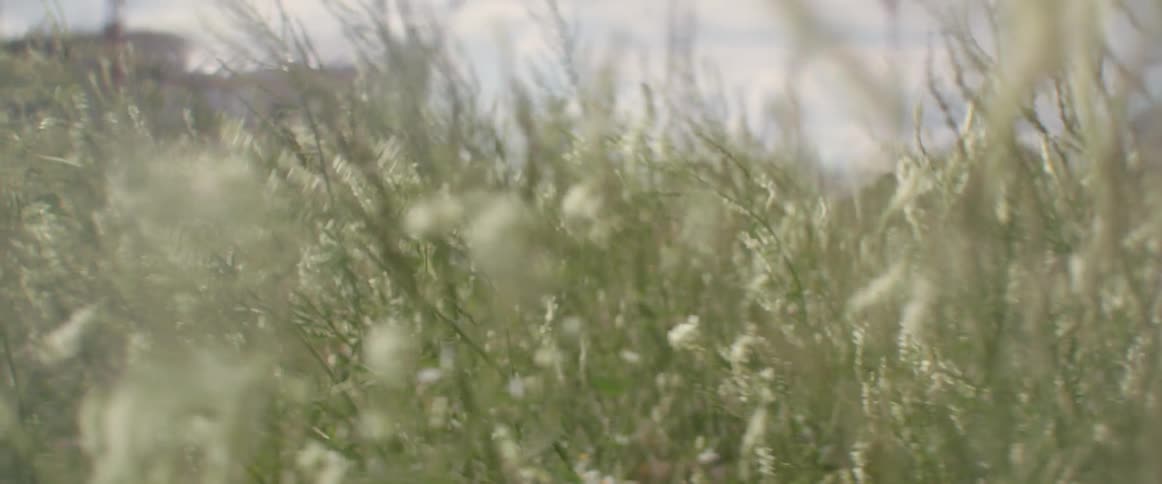 Tall green grass and white meadow flowers blow gently in the summer wind