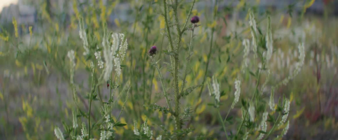 Tall yellow purple and white wildflowers move in the breeze