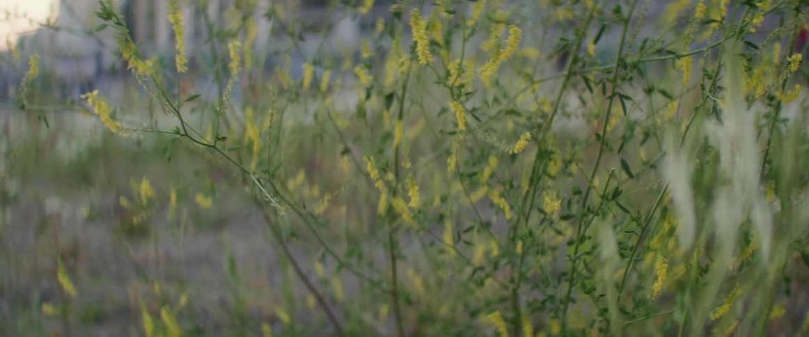 Some tall plants and weeds with yellow and purple flowers blow in the wind in front of large building