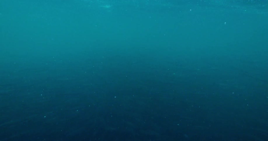 Fish school together and swim under the water