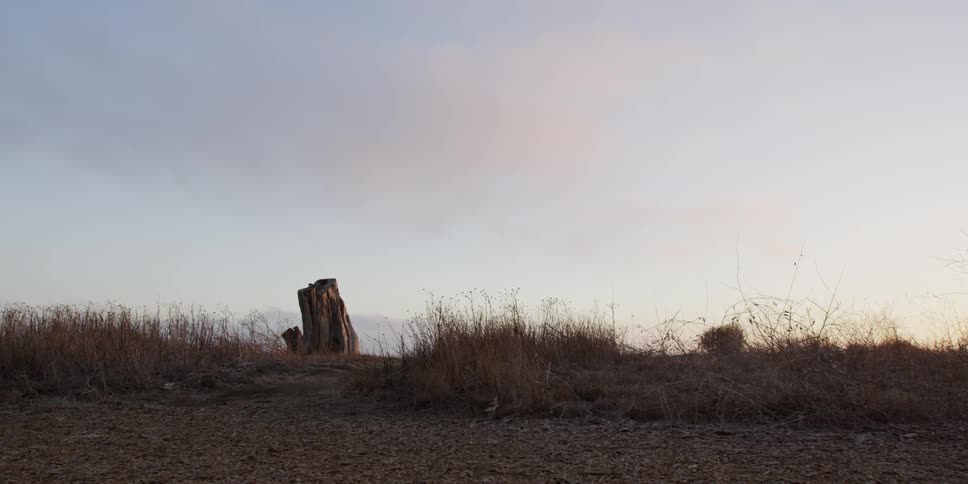 A grassy sand dune