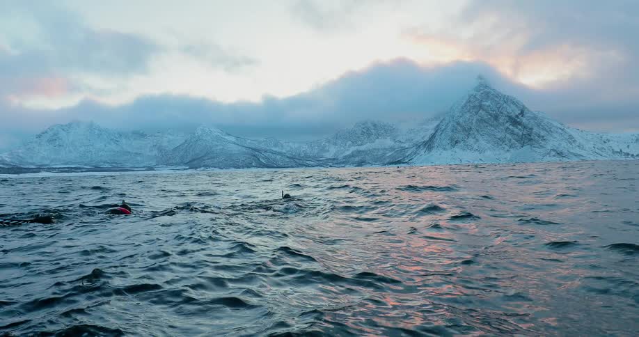 Divers swim with whales off a snowy coast