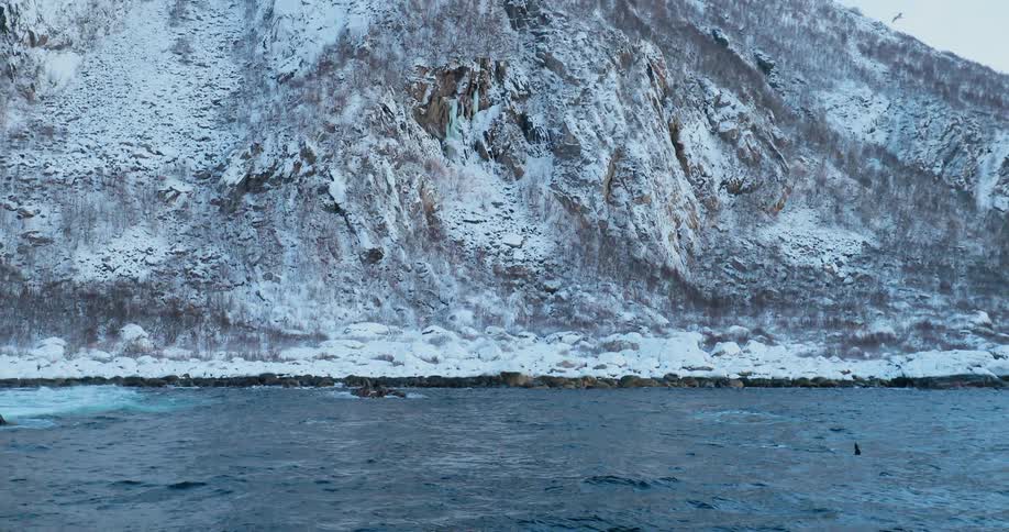 Whales swim at the surface of the cold waters