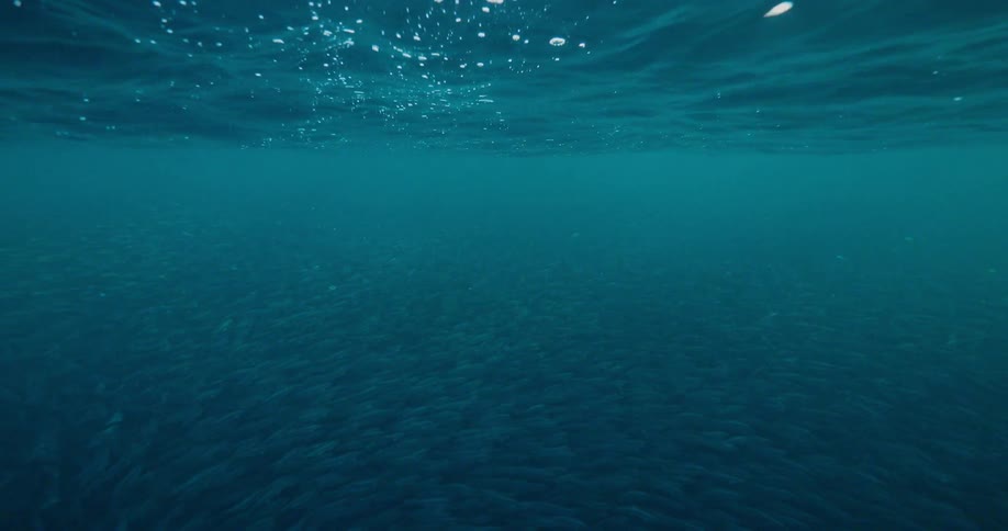 Fish school together and swim under the water