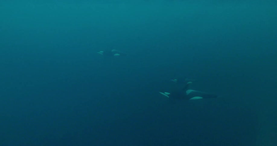 Killer whales swim in the ocean