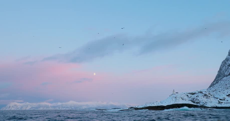 Birds fly over a snowy coast at sunrise