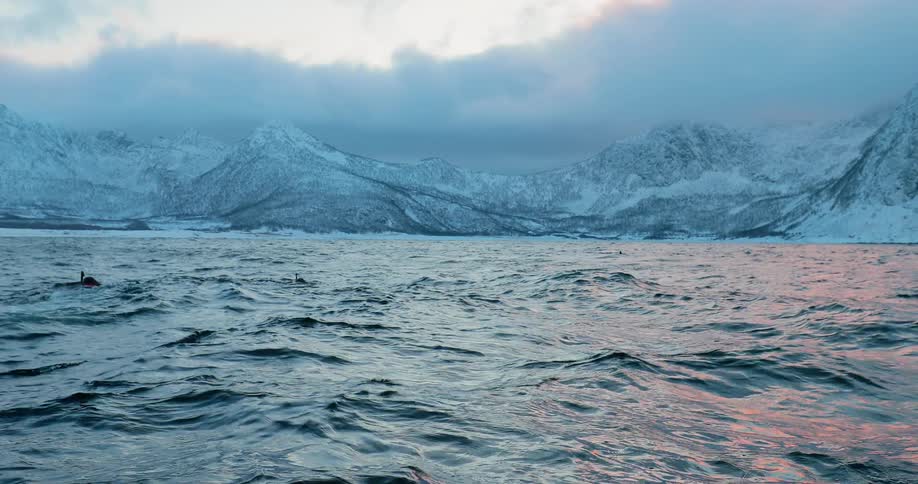 Two divers are floating in the water near a pod of killer whales that are surfacing