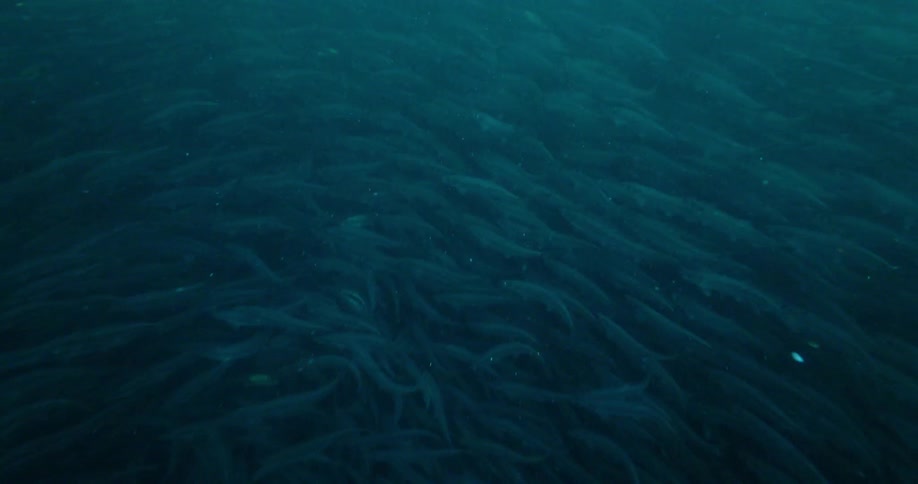 A school of fish swim in the ocean