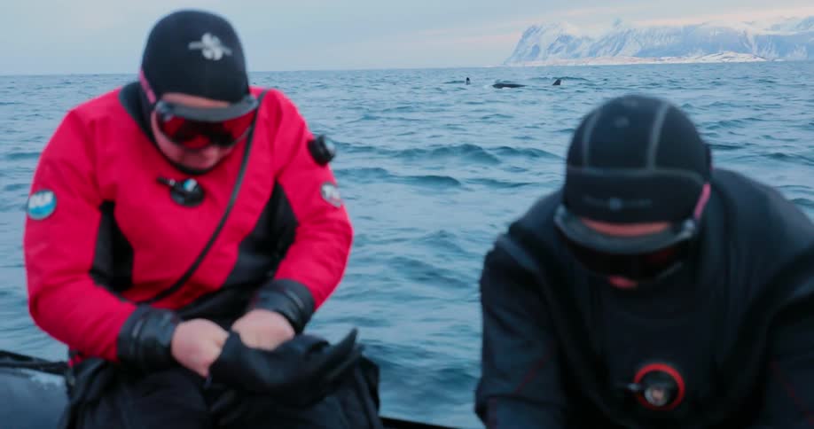 Two men are putting on diving gear as they sit in a dinghy with killer whales surfacing nearby