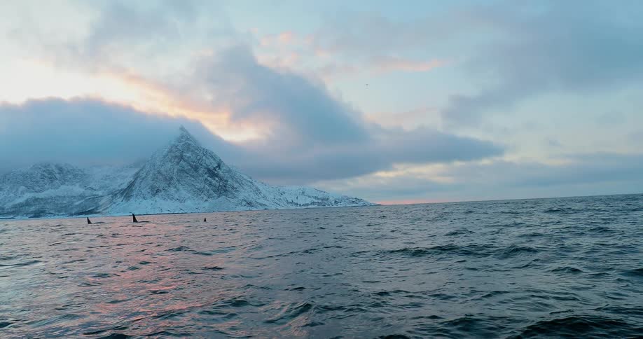 Whales swimming in the ocean with snowy mountains and clouds in the distance