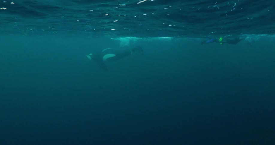 A person swims near the surface of the ocean while an orca swims by