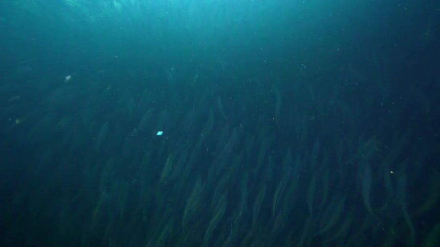 A school of fish swims in the ocean