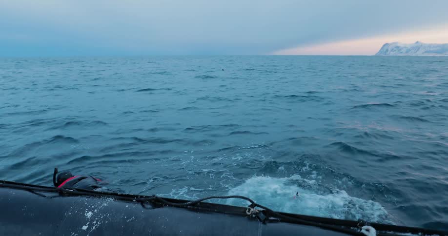 Divers going into water with equipment close to some killer whales on a cloudy day