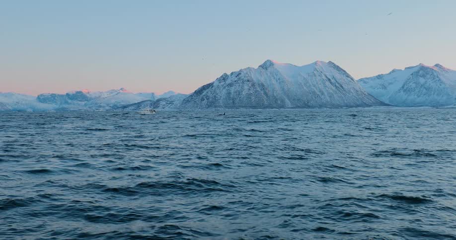 Whales crest the surface of rocky waters