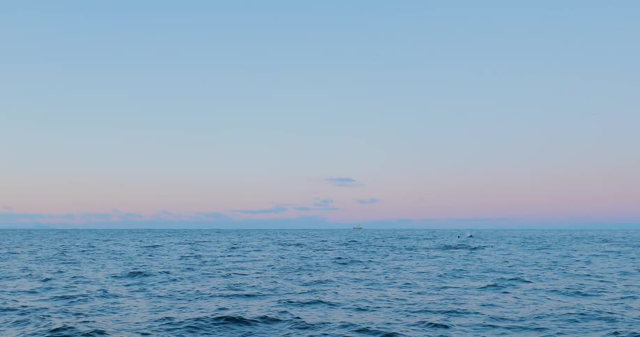 Whale swims at the ocean's surface at sunset