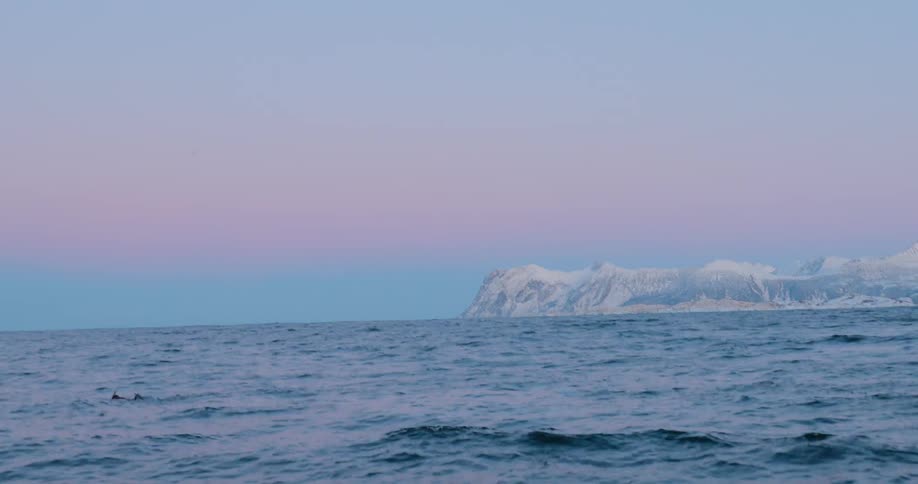 Whale swims at the ocean's surface at sunset