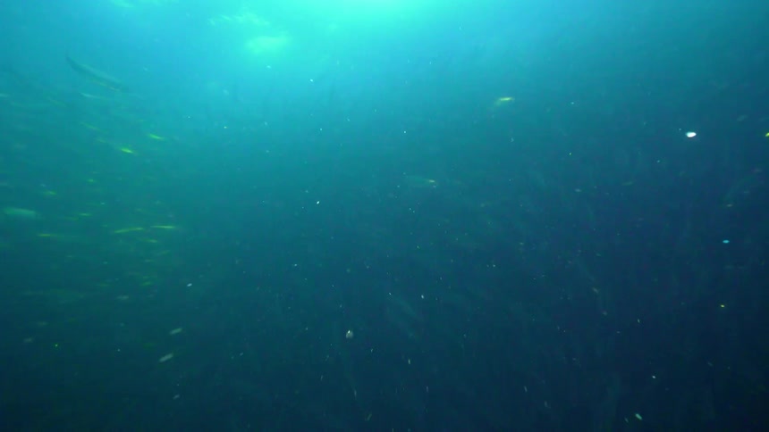 Fish school together and swim under the water