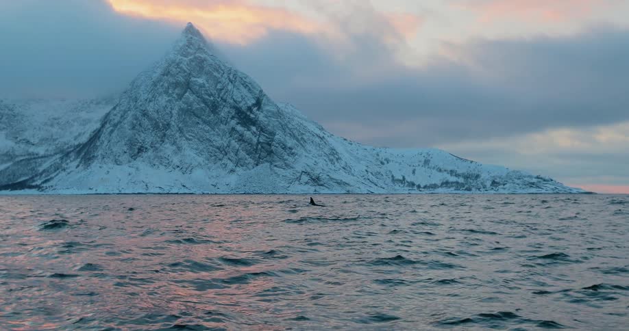 Whales swimming near the surface of the ocean with a glacier and clouds in the background