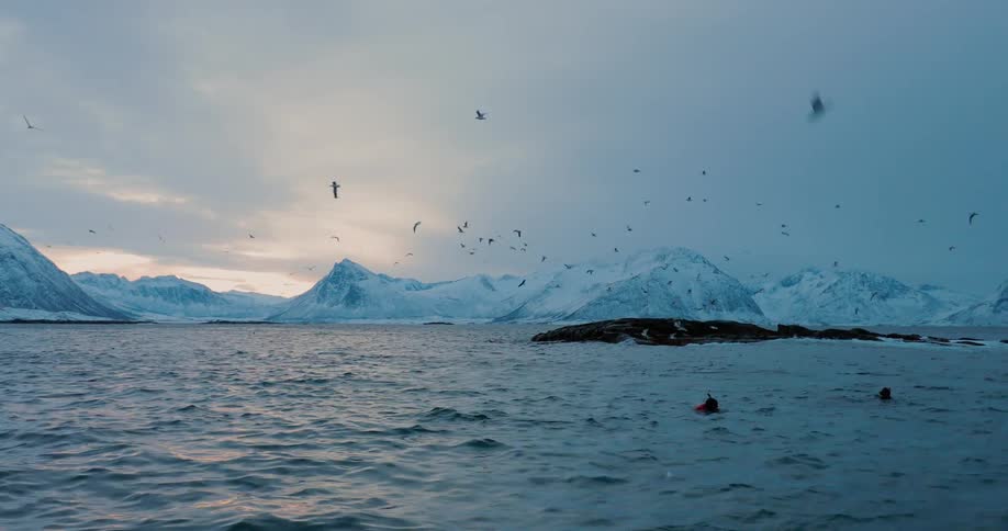 Scuba divers float in the water while lots of birds fly overhead