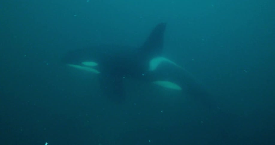 A killer whale is swimming beneath the ocean and breaching during the day