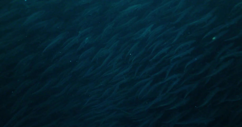 Fish school together and swim under the water