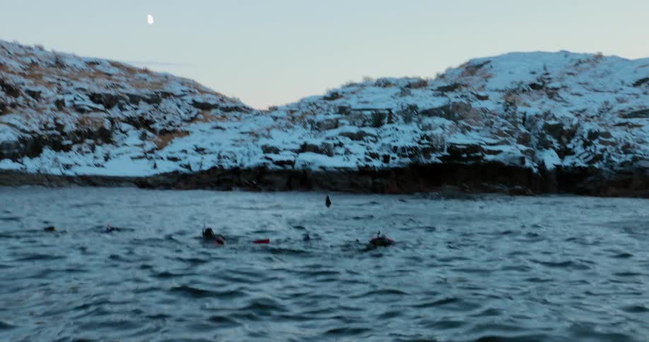 Divers swim near the surface as whales pass nearby