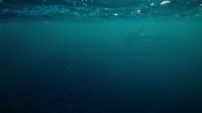 Killer whale swimming in murky waters near the surface