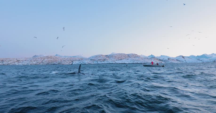 People on a small boat watching killer whales come to the surface and dive again on a clear day