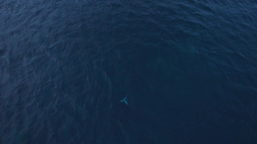A whale swims just beneath the surface of an ocean