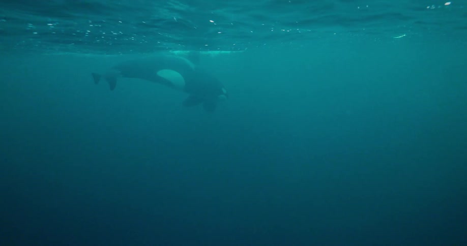 An orca surfaces then descends