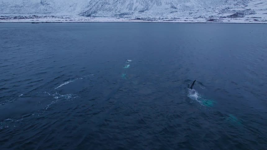 Whales swim and crest just above the surface of the water