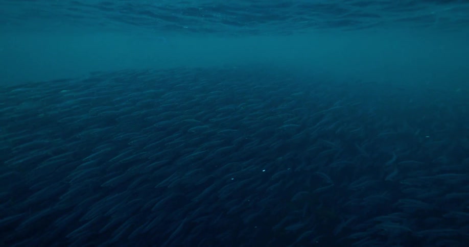 Large school of fish swims in the dark ocean