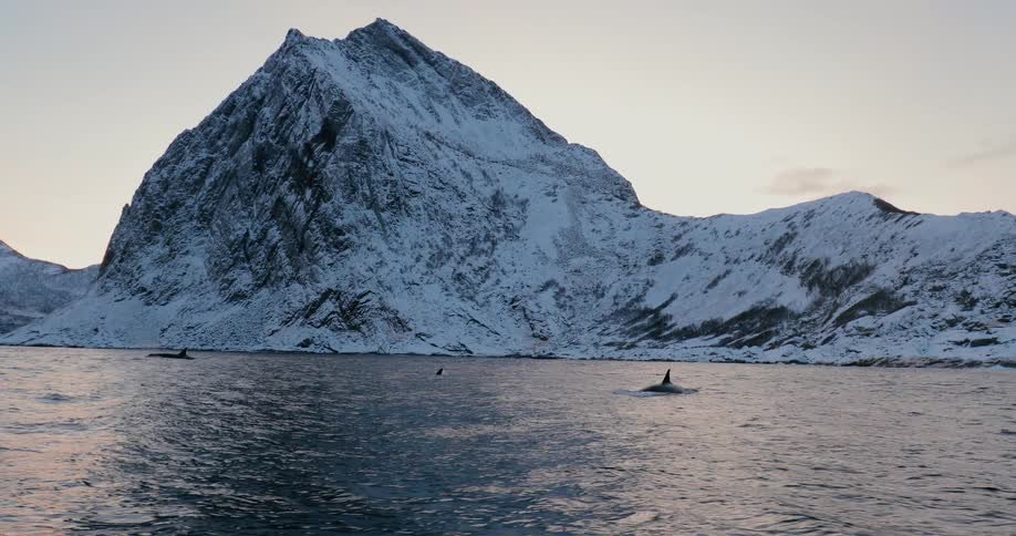 Whales surface near the snow covered shore at sunset