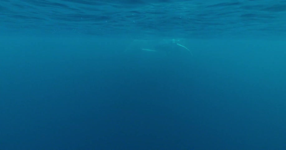 A diver swims underwater near whales