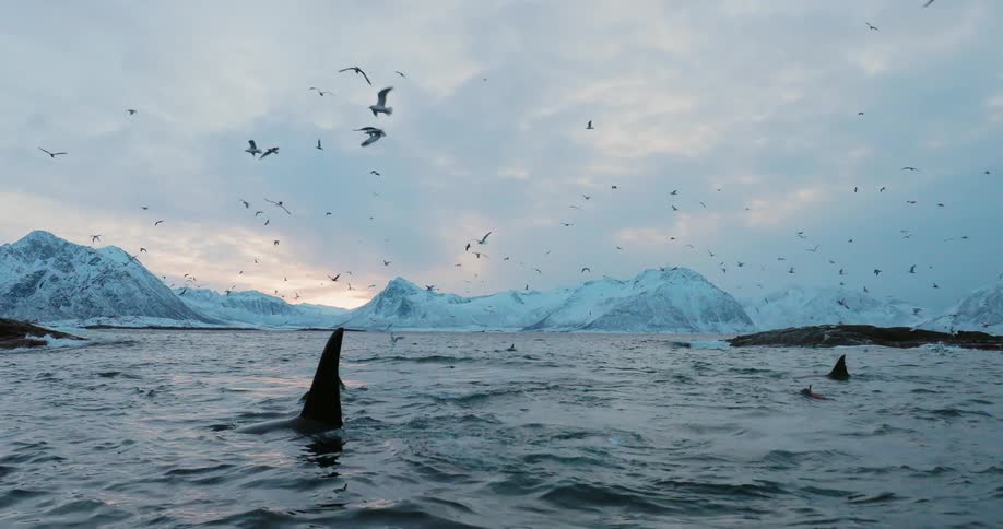 Birds fly above whales peaking the surface of the water