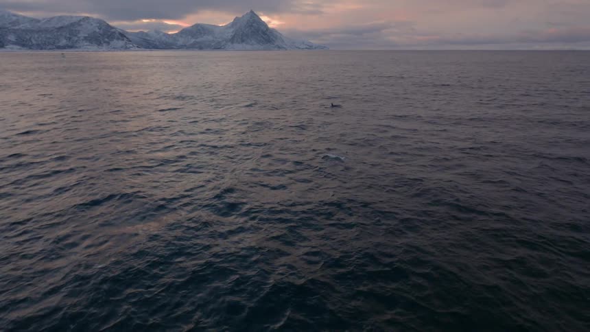 Whales swim in the ocean at sunrise