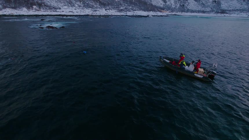 Whales breach and submerge near a small boat