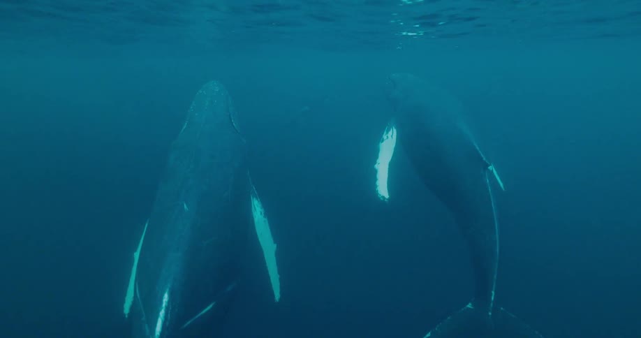 Two whales swim up and surface