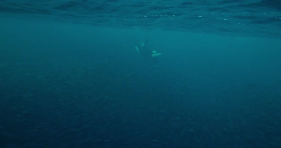 Fish and whales swim in the ocean