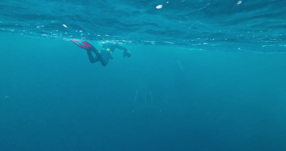 A diver swims with whales in the ocean