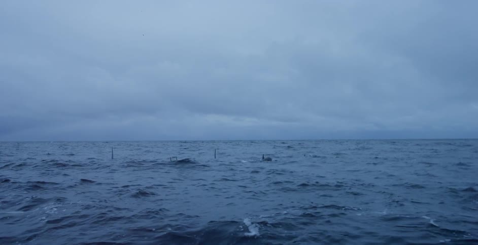 A pod of killer whales breaks the ocean surface on a cloudy day