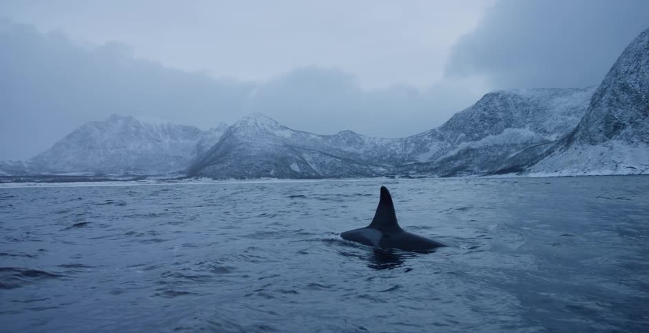 A killer whale is surfacing and diving in the ocean on a winter day