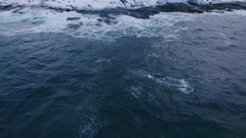 A killer whale is breaching and diving off a snow-covered coast during the day
