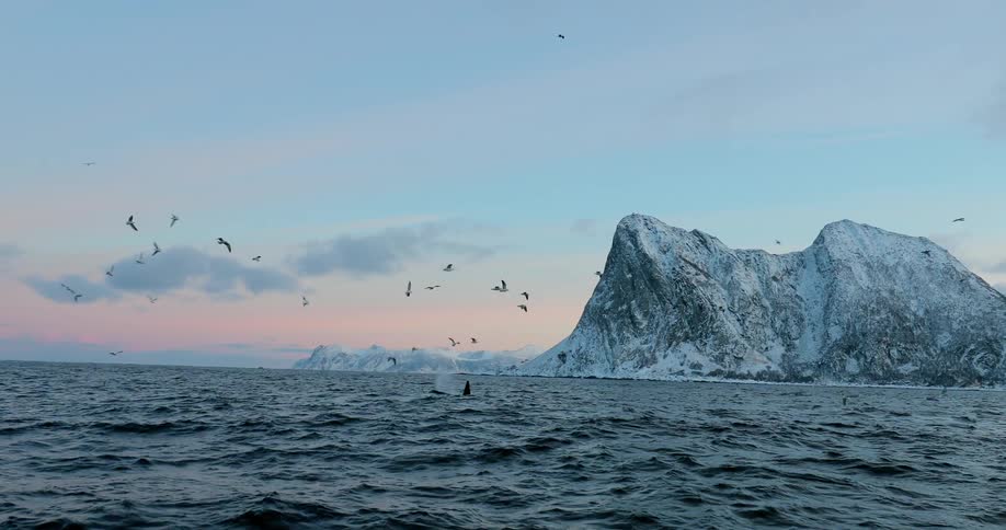 Birds flying over the sea on a cold day with a few clouds in the sky and a killer whale swimming closely