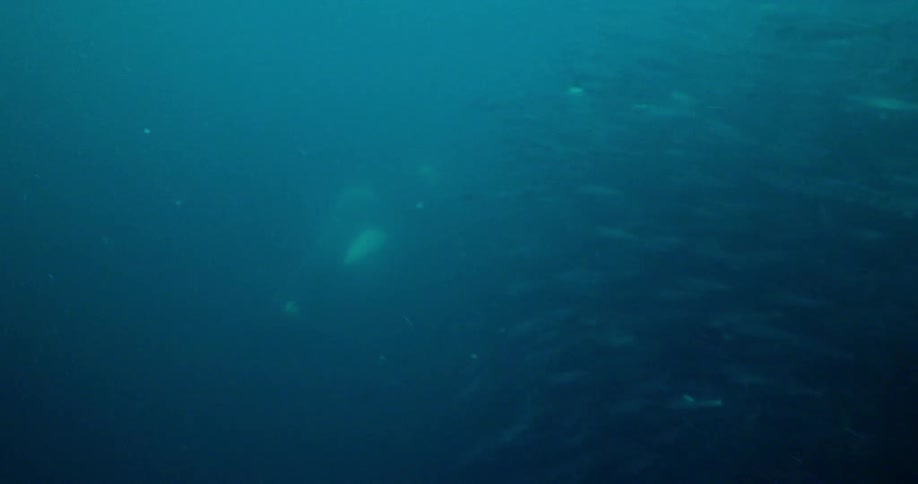 An orca swimming through a large school of fish