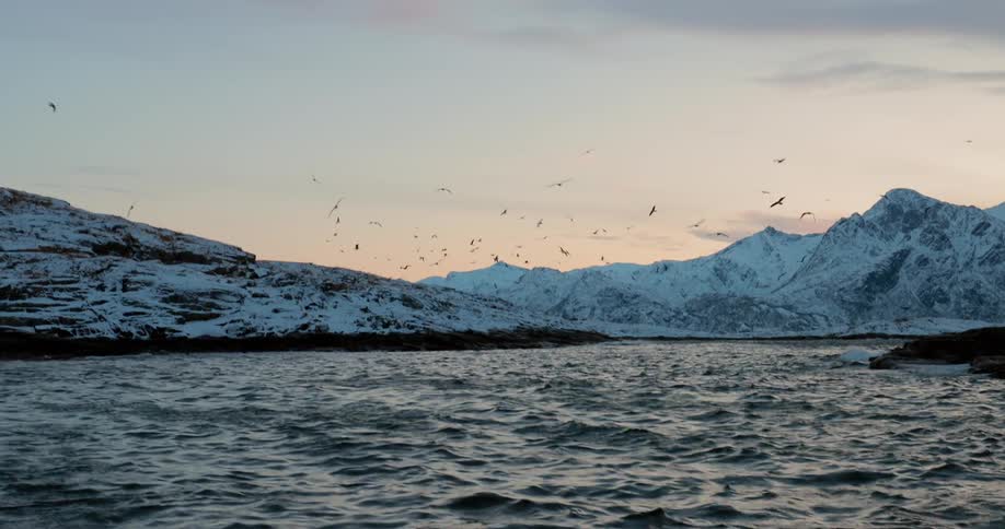 Large flock of birds flying over water and snowy mountains
