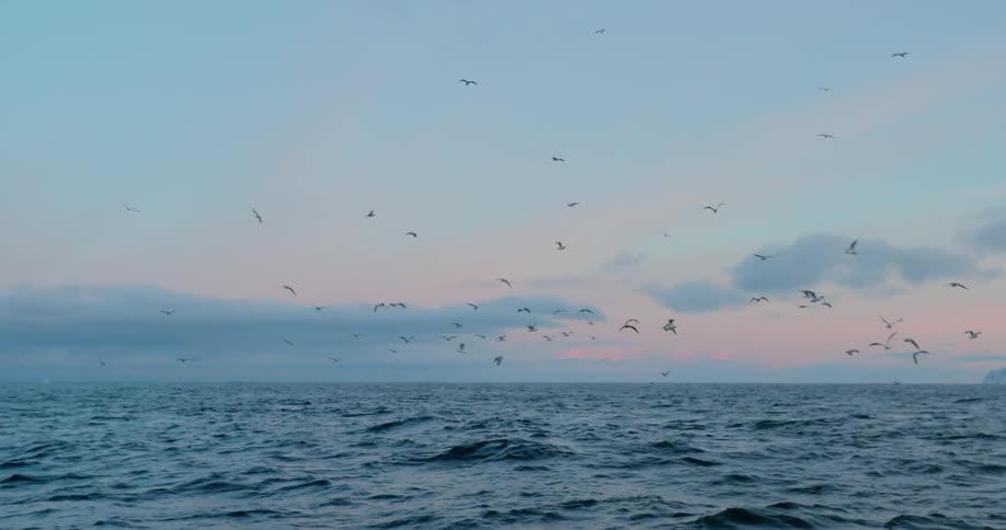 Birds flying over the sea with a few clouds in the sky